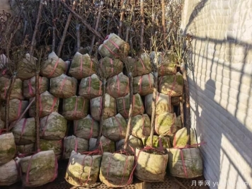 泰安校园树状月季的闷插发法技术，你了解吗？