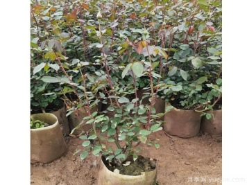 月季花河北月季花在四个季节中，修剪办法是怎样的呢？