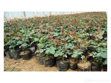 盆栽月季施肥要正确操作，有利于根强更强