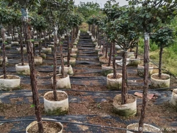 树状月季的移栽时间，什么时候合适呢？