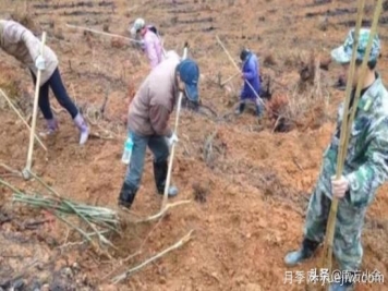 公园一般种植什么绿化树木？