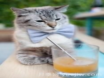 陈奕迅的红玫瑰什么意思？