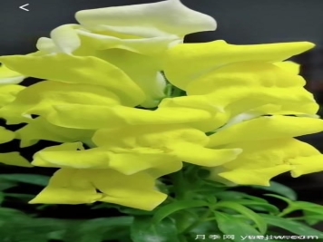 花卉播种应该注意哪些方面？