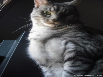 我最喜爱的花――蓝玫瑰作文300字？