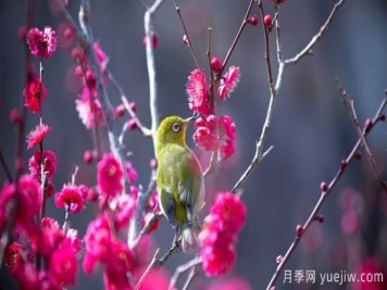 园林绿化养护需要注意哪些问题？