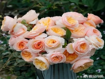 有哪些花友必备的月季花品种可以推荐下？