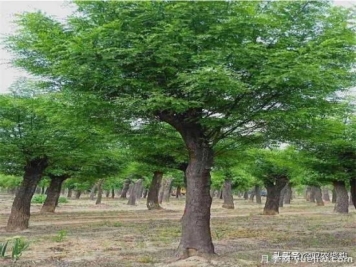 皂角树在田间能做造型吗？为什么？