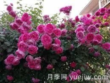 适合做拱门的大型藤本月季，有哪些品种可以推荐？