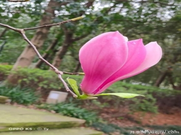 红玉兰与白玉兰如何区分？