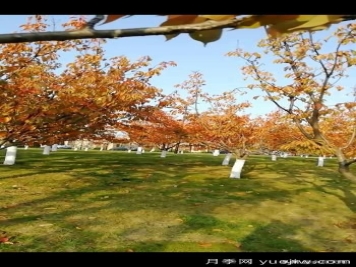 绿化带栽樱花树，行距株距多少米一棵合适？