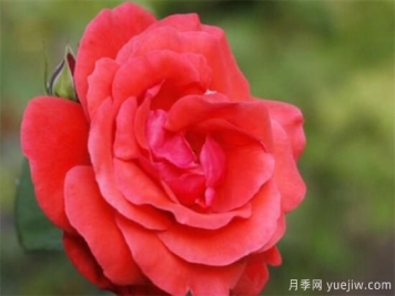 月季花的功效和作用有那些  盘点月季的主要价值