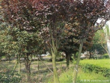 红叶李常见的病虫害有哪些 如何防治红叶李病虫危害