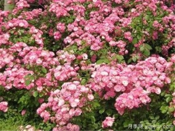 丰花月季品种有哪些  哪个品种比较好