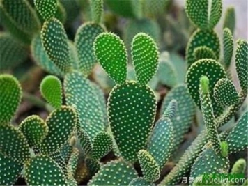 室内适合养的18种植物 室内植物管理要点