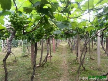 葡萄树苗施什么肥好 葡萄树苗几月份移栽