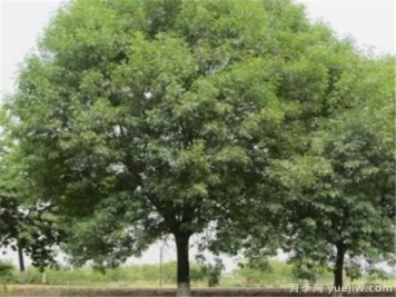 刚栽的白蜡树苗多长时间浇一次水