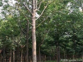 白蜡树一般最低多少定干  速生白蜡定杆技巧分享