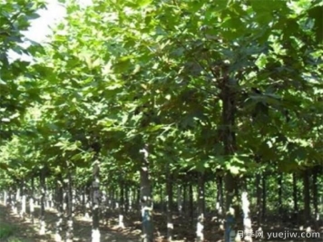 梧桐树适合北方种植吗 法国梧桐几月份种植