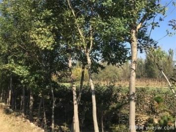 一亩地种植五角枫保留多少颗苗