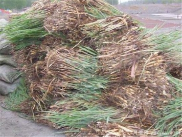 夏天的芦苇苗应如何养护 芦苇苗常见的病虫害有哪些