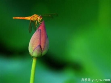 整理关于描写荷花的诗句 赞美荷花的作文介绍