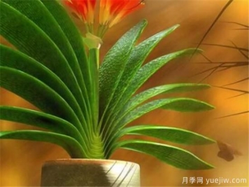 君子兰的养殖方法和注意事项 君子兰怎么养