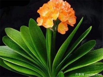 君子兰什么时候开花 君子兰的花语和寓意象征