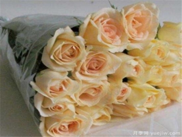 香槟玫瑰的花语是什么 19支和99支香槟玫瑰寓意象征