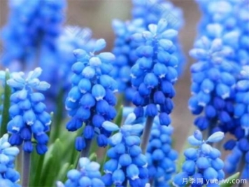 风信子种球什么时候种 风信子如何传播种子