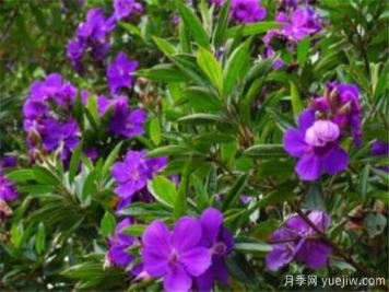 野牡丹是常绿还是落叶的 多花野牡丹的功效与作用