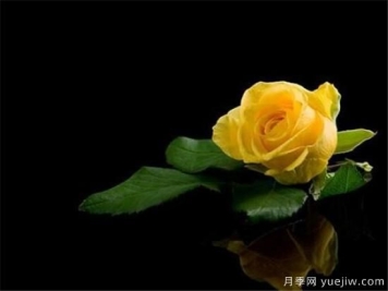 黄玫瑰种植方法 黄玫瑰养殖方法和注意事项