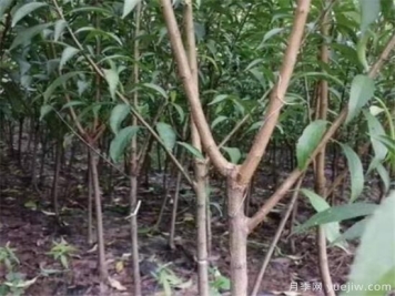 李子树繁殖方法有哪些 李子树种植管理技术