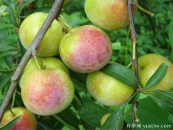 李子树几月份扦插 李子树扦插种植方法要点