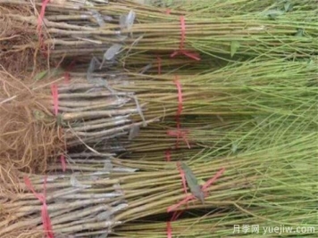 桃树什么时间修剪 冬季夏季桃树修剪需要注意什么