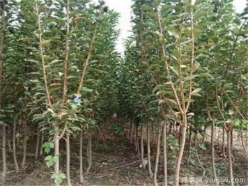 李子树常见的病虫害有哪些 李子树病虫害防治技术