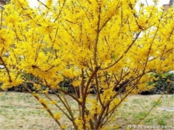 连翘树寿命是几年 连翘种植后几年结果