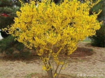 连翘树有什么价值 连翘的功效和作用介绍