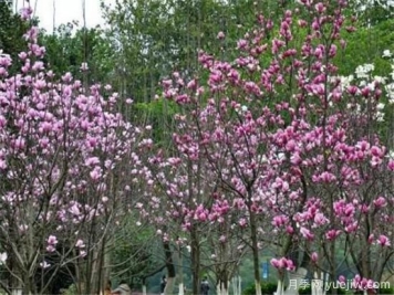 紫玉兰繁殖方法，紫玉兰的种植和管理技术