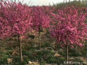 榆叶梅什么时候剪枝 榆叶梅修剪方法和注意事项