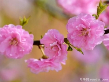榆叶梅品种有哪些 哪种榆叶梅好看