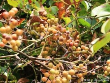 蔷薇花结的果实有用吗 野蔷薇的果实可以吃吗