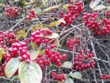 山茱萸和吴茱萸的区别 山茱萸泡水喝的功效