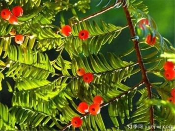 红豆杉产地是哪里的 如何选购红豆杉种苗