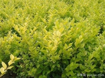 金叶女贞几月份修剪 金叶女贞修剪注意事项