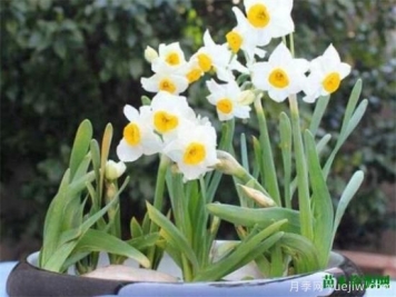 中国国花是什么 哪些是代表中国的花