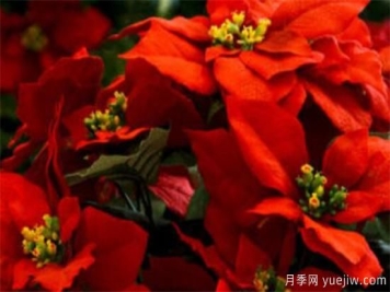 耐寒花卉有哪些 适合庭院种的低矮花卉