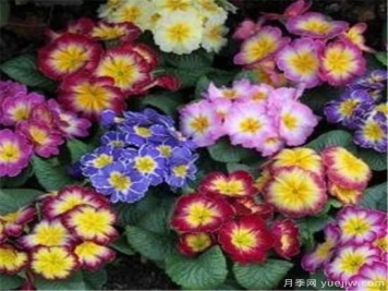 一二年生花卉的园林应用特点 一年生花卉栽培管理技术