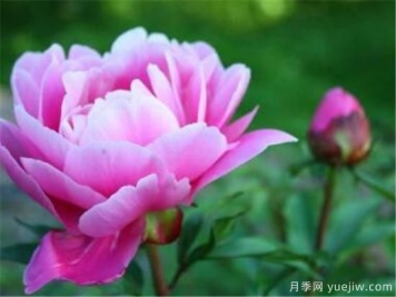 最美丽的花是什么 世界上最诡异漂亮的花