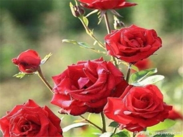 种玫瑰花用什么土壤最合适 种玫瑰用什么花盆