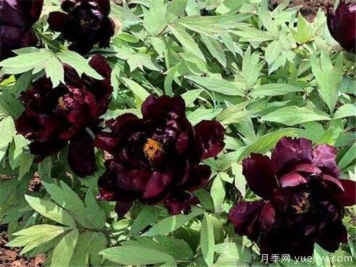 黑色花朵有哪些 世界上第一名最美的花是什么